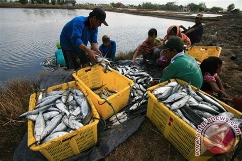 Panen Ikan Bandeng Foto Antara News