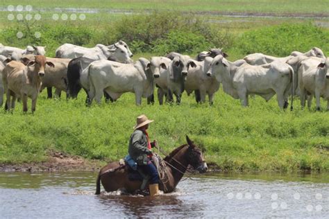 Zona Econ Mica Especial De Paraguan Avanza Para Elevar La Producci N