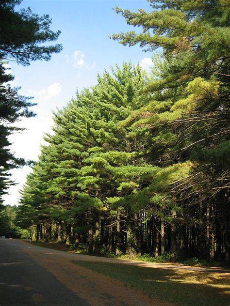 Michigan State Tree Eastern White Pine The Mitten Pinterest