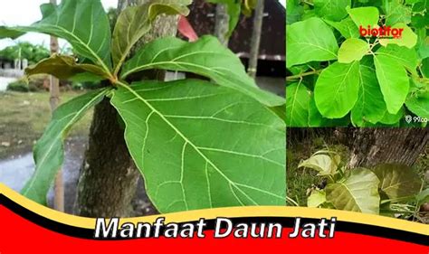 Temukan Khasiat Daun Jati Yang Jarang Diketahui Biotifor