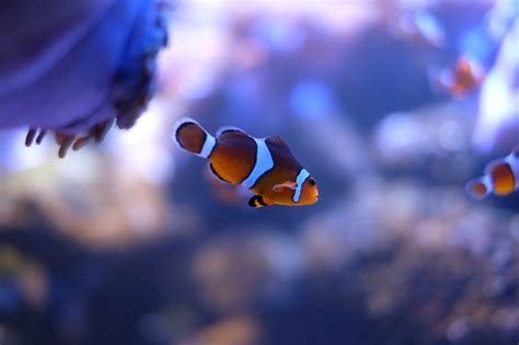 Premium Photo | The clownfish, tropical marine fish, popular saltwater ...