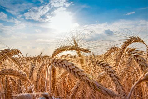 Barley And Wheat Harvest