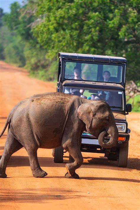 Wildlife Tour Packages in Sri Lanka - SAZY Lanka Tours