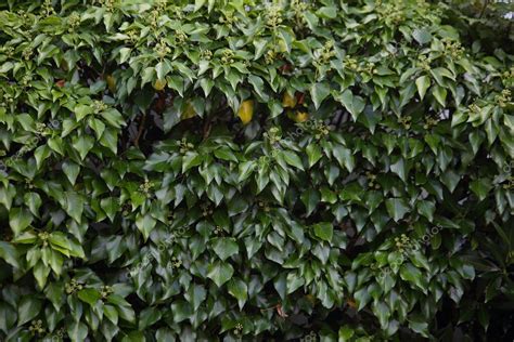 Fondo De Un Arbusto De Laurel Hojas De Laurel Seto De Arbustos De