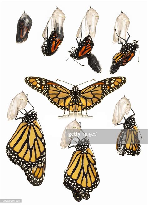 Stages Of Monarch Butterfly Development Proyectosarquitectonicosuaes