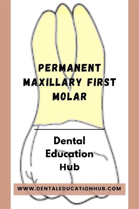 Molar Tooth Molars Morphology Dentistry Make It Simple Dental