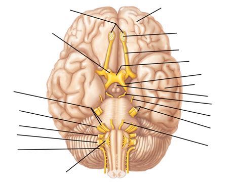 Brain Ventral Aspect Diagram Quizlet