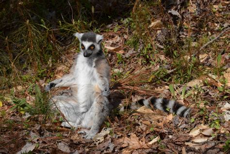 Ring Tailed Lemur Duke Lemur Center