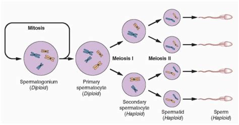 Male Infertility Obgyn Key