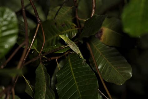 Herping Highlights In Palawan Philippines Rherpetology