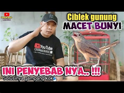 Perawatan Ciblek Gunung Macet Bunyi Cigun Youtube