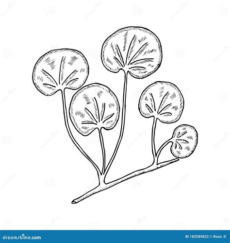 Gotu Kola Grass Centella Asiatica Medicinal Plant Vector