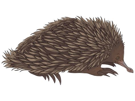 Echidna Isolated On White Background Vector Graphics Stock Clip Art