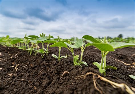 De Justicia Resbaladizo Fijacion Del Nitrogeno En Las Plantas El