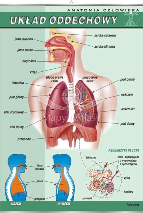 UKŁAD ODDECHOWY PLANSZA EDUKACYJNA