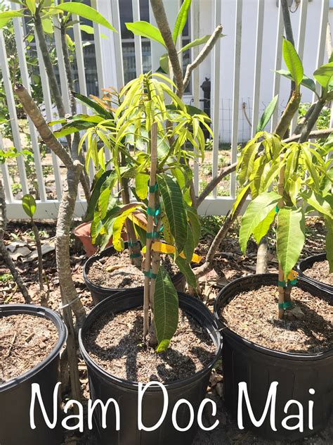 LIVE Dwarf Mango Tree multiple Varities Available.....fully Rooted PLANT - Etsy