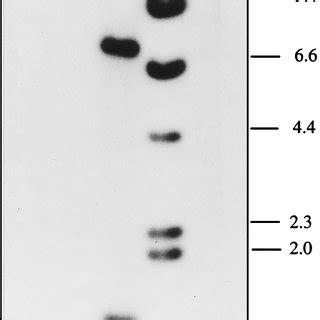 Southern Analysis Of BamHI Restricted Chromosomal DNA From SpaP Mutant