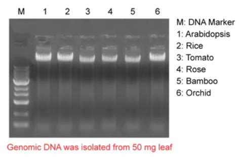 Plant Genomic Dna Purification With Magnetic Beads Geneon Bioscience