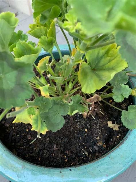 Geranium Leaves Turning Yellow Quick Fixes