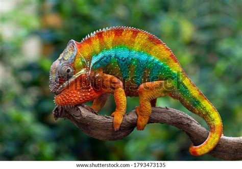 6,925 Panther Chameleon Images, Stock Photos, 3D objects, & Vectors ...