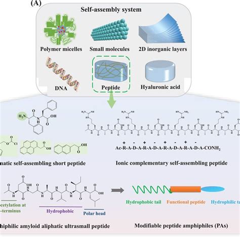 Overview Of The Self‐assembly Of Peptides A Schematic Illustration Of