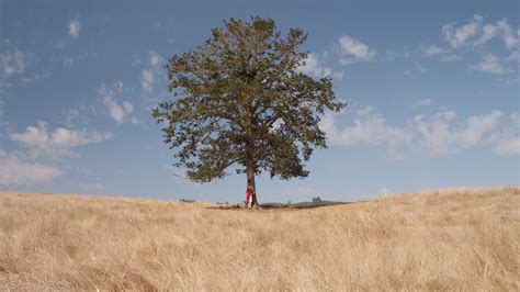 Images Gratuites Paysage Arbre La Nature Herbe De Plein Air Ciel