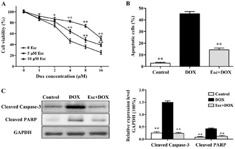 Effects Of Esculetin Against DOX Induced Apoptosis Of H9c2 Cells A