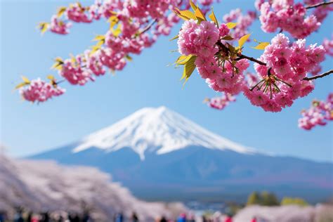 Les meilleures périodes pour visiter le Japon planifiez votre voyage