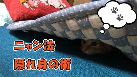 【面白い猫】もぐって隠れる忍者修行中の茶トラ猫が可愛い【猫の壺】 Youtube