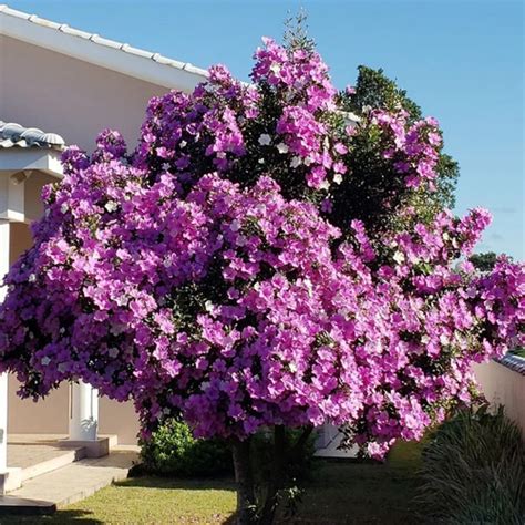 Muda De Manac Da Serra An O Tibouchina Mutabilis Viveiro Buriti