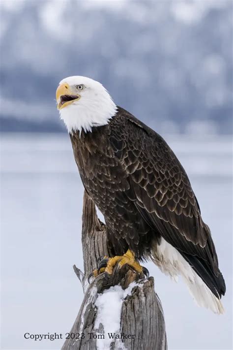 Alaska Bald Eagle Photo | Tom Walker Photography