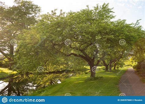 Beautiful Trees Along The River In The Park On A Clear Day Stock Photo