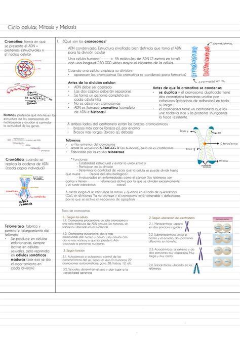 SOLUTION Ciclo Celular Mitosis Y Meiosis Studypool