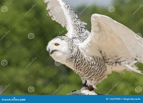 Snowy Owl during a Birds of Prey Show Stock Image - Image of nocturnal ...