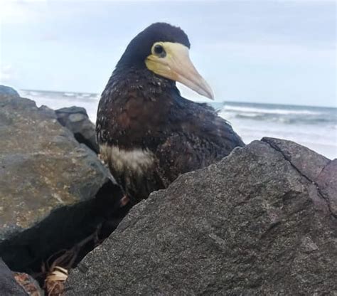 Ilh Us Boto Cinza Encontrado Morto Em Praia Voz Da Bahia