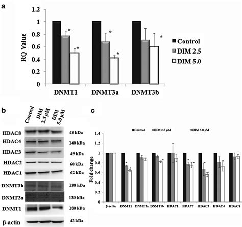 DIM Suppressed DNMT And HDAC In TRAMP C1 Cells A The MRNA Expression