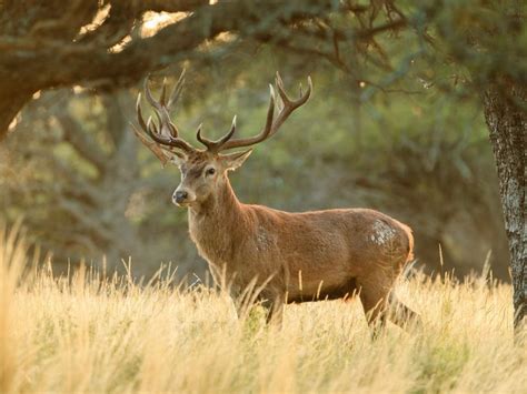 Argentina Red Stag Hunting | Argentina Big Hunting