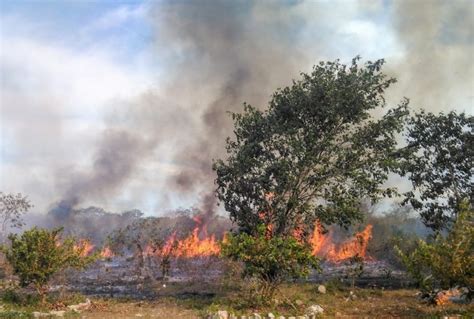 Incendios Forestales Consumen Casi 11 000 Hectáreas En Campeche Página 66