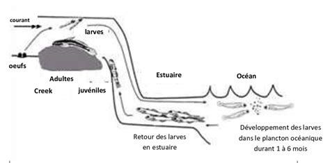 Illustration Du Cycle Biologique Des Poissons Amphidromes Source