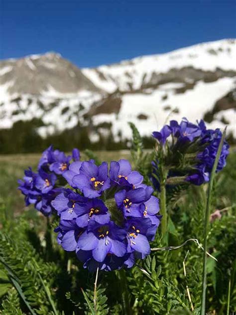 Where To View Wildflowers In Wyomings National Forests Darley Newman