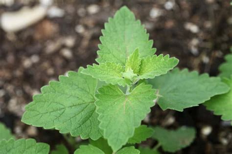 How To Grow Catnip From Seed To Bloom Planting And Care Farmhouse