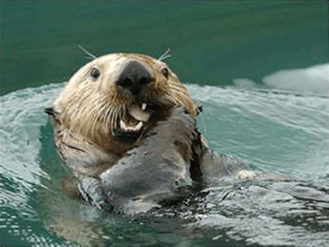 Wild Sea Otter Enhydra Lutris Kenyoni In Simpson Bay Alaska Placing