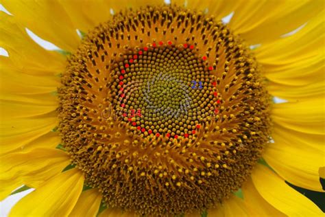 Fibonacci Numbers of Sunflower Seed Spirals Stock Image - Image of ...