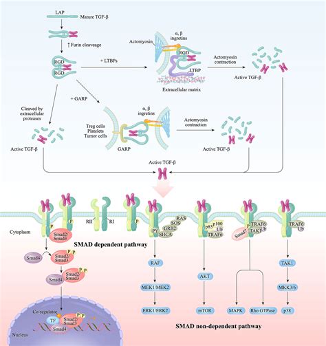 Frontiers The Love Hate Relationship Between Tgf Signaling And The