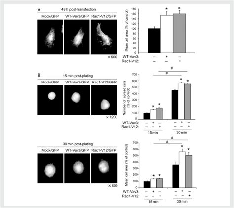 Vav3 Expression Increases The Vsmc Spreading And Adhesion Vsmc Were