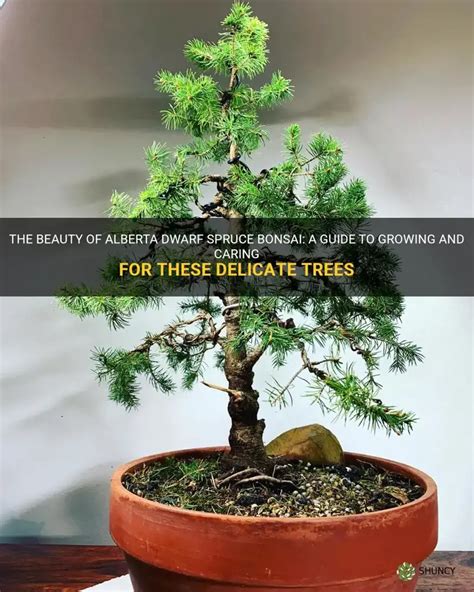 The Beauty Of Alberta Dwarf Spruce Bonsai: A Guide To Growing And Caring For These Delicate ...