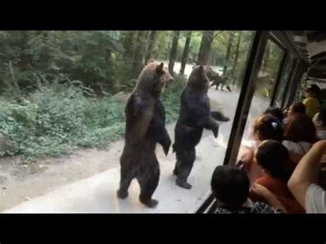 Bears Walking On Two Feet YouTube