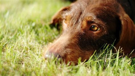 Abscesses In Dogs Symptoms Causes And Treatments Dogtime