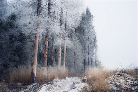 Fondos de pantalla Árboles paisaje bosque naturaleza nieve