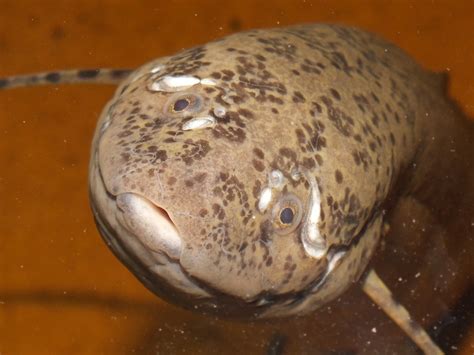 West African Lungfish Protopterus Annectens Annectens Fe Flickr